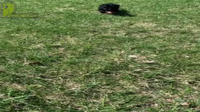 Video preview image #29 Yorkshire Terrier Puppy For Sale in WARSAW, IN, USA