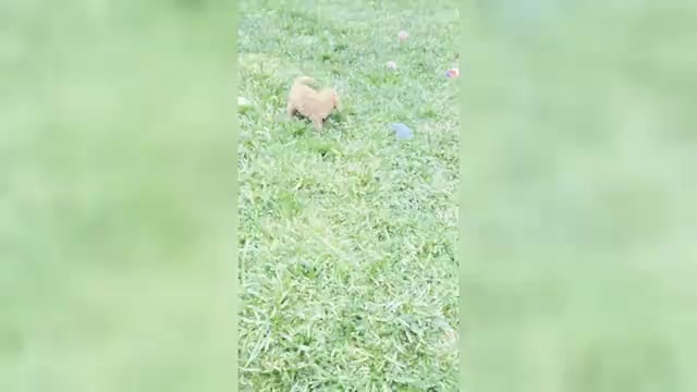 Video preview image #2 Maltipoo (Toy) Puppy For Sale in WARSAW, IN, USA