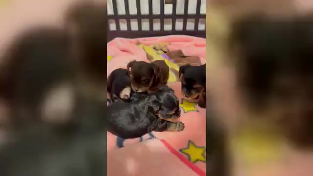 Video preview image #1 Yorkshire Terrier Puppy For Sale in WEST HARTFORD, CT, USA