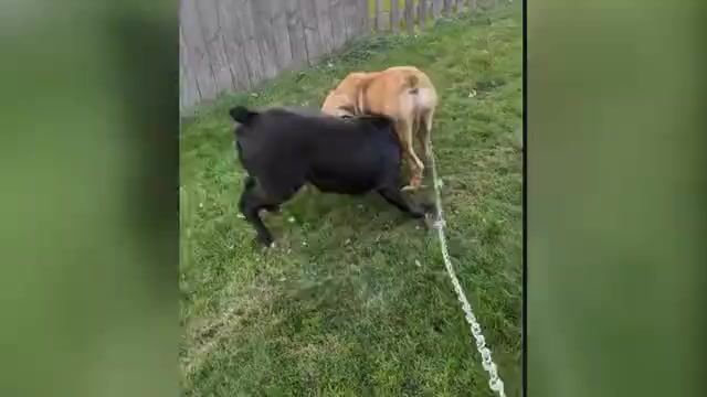 Video preview image #1  Breeder Profile in BELLEVUE, NE, USA