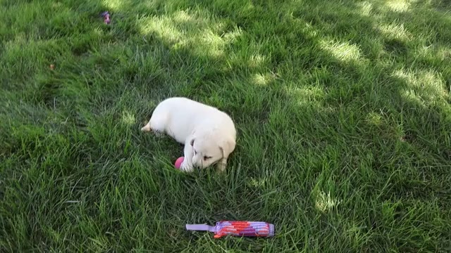 Video preview image #1 Labrador Retriever Puppy For Sale in SYRACUSE, IN, USA