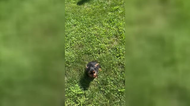 Video preview image #2 Yorkshire Terrier Puppy For Sale in NAPPANEE, IN, USA