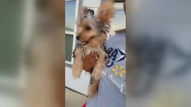 Video preview image #2 Yorkshire Terrier Puppy For Sale in KATY, TX, USA