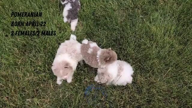 Video preview image #5 Pomeranian Puppy For Sale in GOSHEN, IN, USA