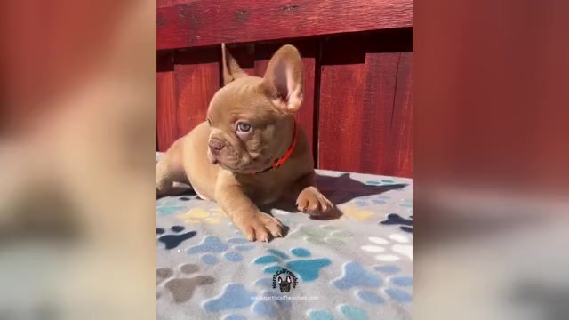 Video preview image #1 French Bulldog Puppy For Sale in SACRAMENTO, CA, USA