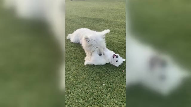 Video preview image #2 West Highland White Terrier Puppy For Sale in PHOENIX, AZ, USA
