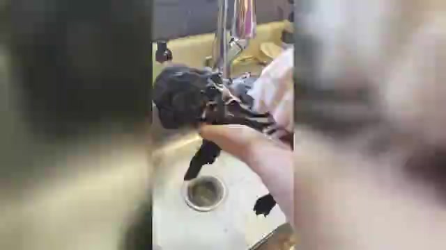 Video preview image #16 Pug Puppy For Sale in HILLSDALE, MI, USA