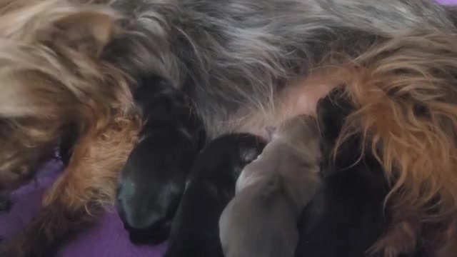 Video preview image #1 Yorkshire Terrier Puppy For Sale in AKRON, OH, USA