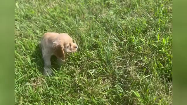 Video preview image #1 Cocker Spaniel Puppy For Sale in WARSAW, IN, USA