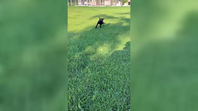 Video preview image #1 Labrador Retriever Puppy For Sale in GREENVILLE, NC, USA