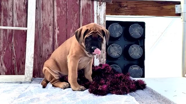 Video preview image #7 Mastiff Puppy For Sale in WAKARUSA, IN, USA