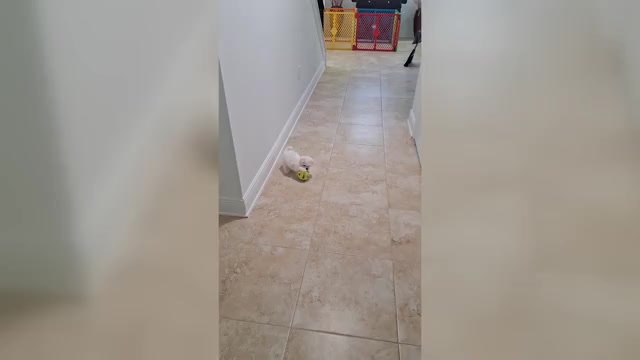 Video preview image #1 Maltese Puppy For Sale in CLERMONT, FL, USA