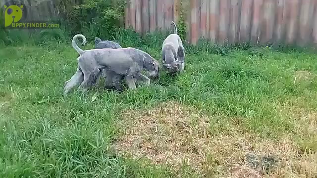 Video preview image #3 Schnauzer (Giant) Puppy For Sale in Hatvan, Heves, Hungary