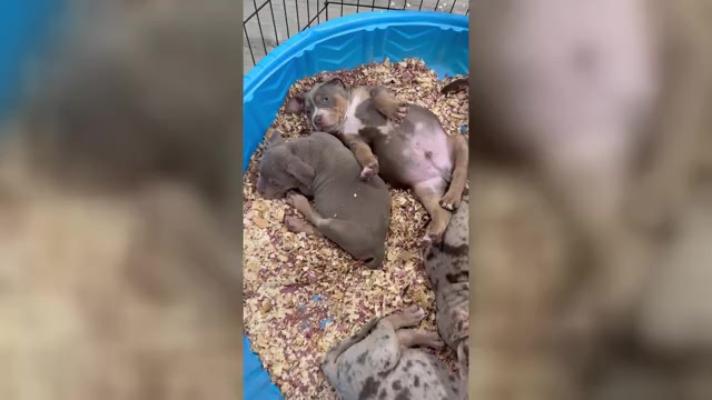 Video preview image #1 American Bully Puppy For Sale in BROCKTON, MA, USA