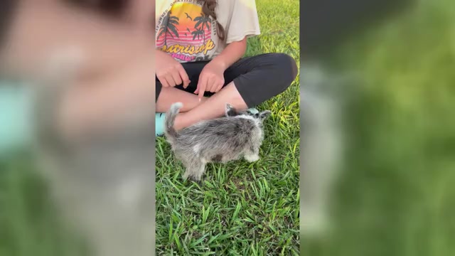 Video preview image #1 Yorkshire Terrier Puppy For Sale in BUSH, LA, USA