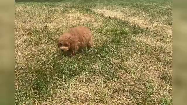 Video preview image #1 Poodle (Miniature) Puppy For Sale in WARSAW, IN, USA