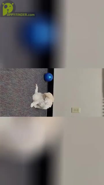 Video preview image #2 Bernese Mountain Dog Puppy For Sale in HARTLY, DE, USA