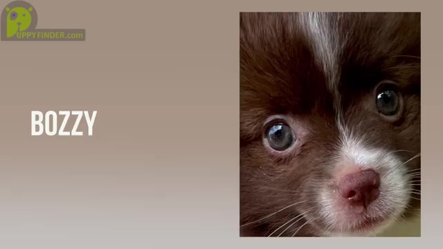 Video preview image #6 Pomeranian Puppy For Sale in ADA, OK, USA
