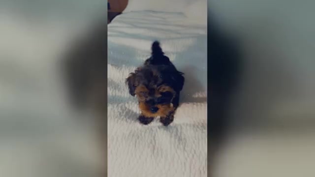 Video preview image #1  Breeder Profile in ARLINGTON, TX, USA