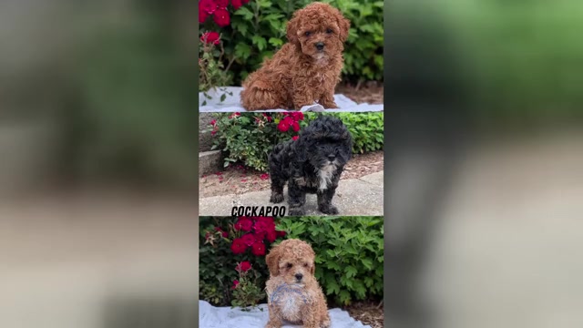 Video preview image #1 Cock-A-Poo Puppy For Sale in GOSHEN, IN, USA