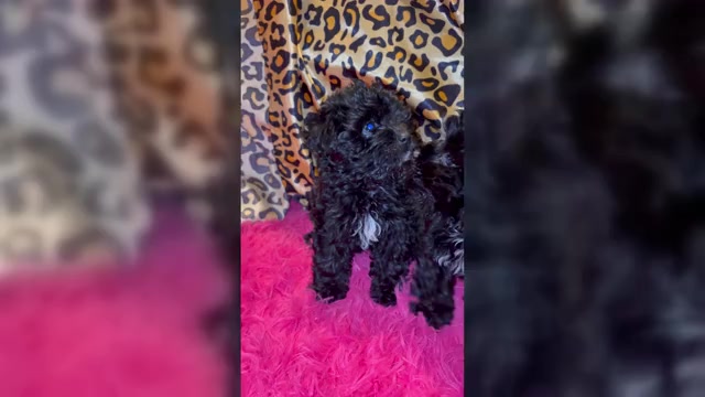 Video preview image #1 Maltipoo (Toy) Puppy For Sale in BURLINGAME, CA, USA