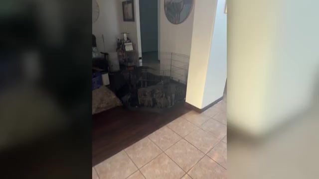 Video preview image #1 Cane Corso-German Shepherd Dog Mix Puppy For Sale in SPRING, TX, USA