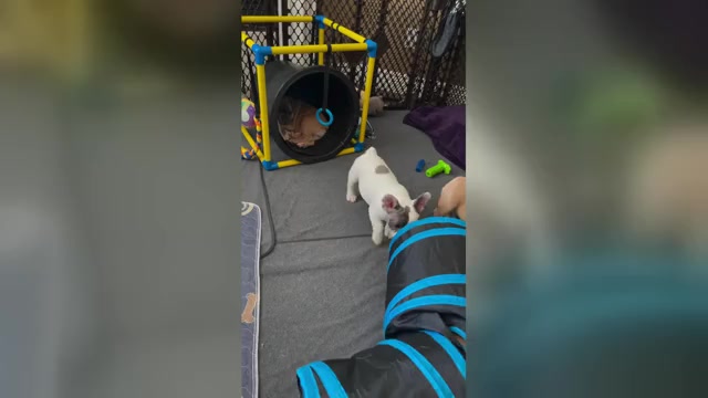 Video preview image #2  Breeder Profile in PERRIS, CA, USA