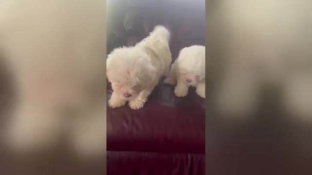 Video preview image #1 Maltese Puppy For Sale in ODESSA, FL, USA