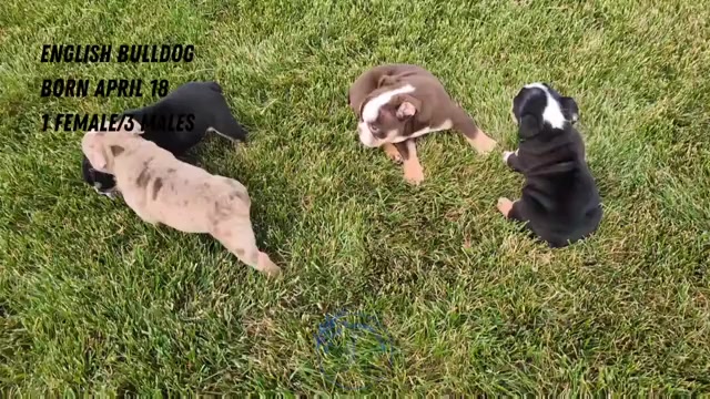 Video preview image #3 English Bulldog Puppy For Sale in GOSHEN, IN, USA