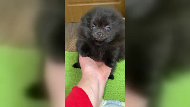 Video preview image #7 Pomeranian Puppy For Sale in Chisinau, Chisinau Municipality, Moldova