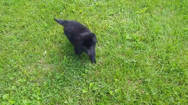 Video preview image #1 Belgian Sheepdog Puppy For Sale in HAMILTON, MO, USA