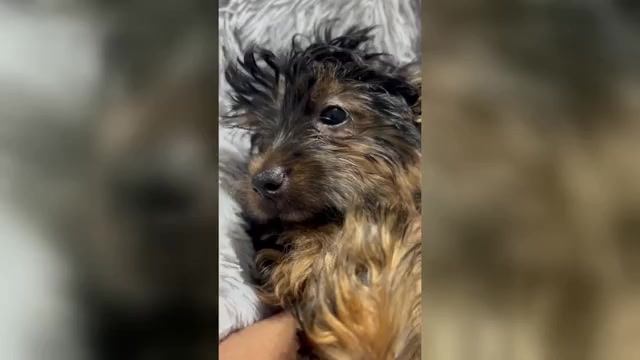 Video preview image #1 Yorkshire Terrier Puppy For Sale in ATLANTA, GA, USA