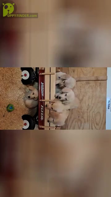 Video preview image #3 Golden Retriever Puppy For Sale in CITRUS HEIGHTS, CA, USA
