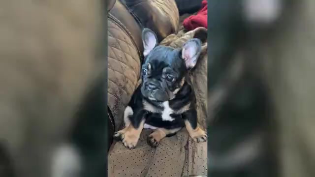 Video preview image #1 French Bulldog Puppy For Sale in CORDOVA, AL, USA