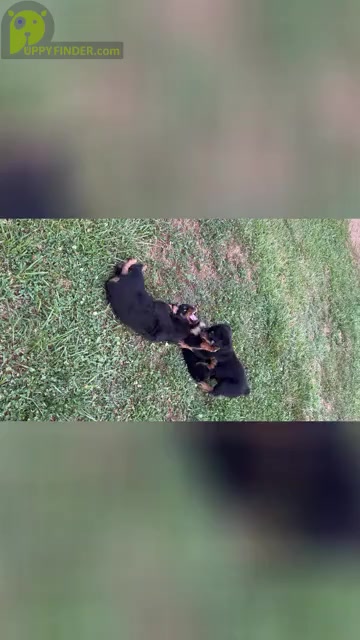 Video preview image #3 Rottweiler Puppy For Sale in BULLS GAP, TN, USA