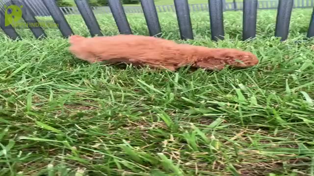 Video preview image #16 Poodle (Miniature) Puppy For Sale in WARSAW, IN, USA