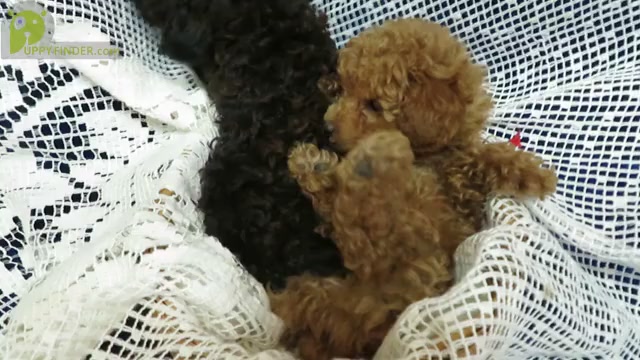 Video preview image #3 Poodle (Toy) Puppy For Sale in NORWOOD, MO, USA