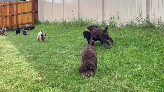 Video preview image #1 Poodle (Standard) Puppy For Sale in BONNERS FERRY, ID, USA