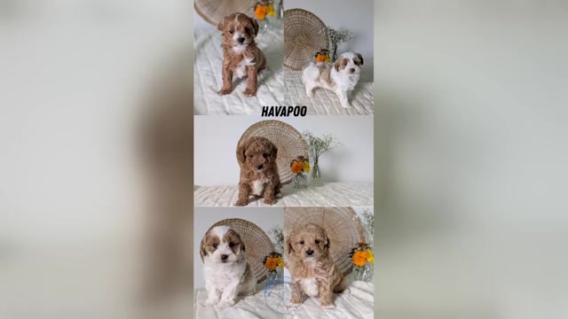 Video preview image #1 Poovanese Puppy For Sale in GOSHEN, IN, USA