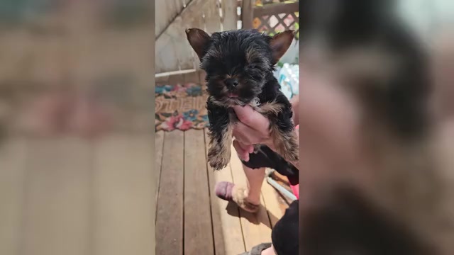 Video preview image #1 Yorkshire Terrier Puppy For Sale in CONKLIN, NY, USA