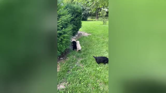 Video preview image #2 Goldendoodle Puppy For Sale in PARKER CITY, IN, USA