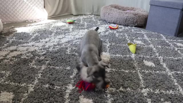 Video preview image #1 Schnauzer (Miniature) Puppy For Sale in SYRACUSE, IN, USA