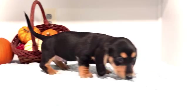 Video preview image #4 Dachshund Puppy For Sale in WAKARUSA, IN, USA