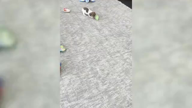 Video preview image #3 Cocker Spaniel Puppy For Sale in WARSAW, IN, USA