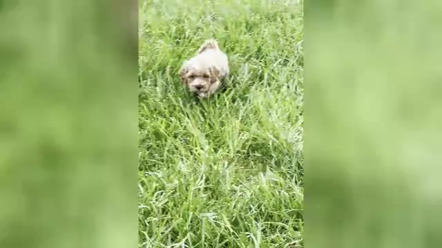 Video preview image #9 Maltipoo (Miniature) Puppy For Sale in WARSAW, IN, USA