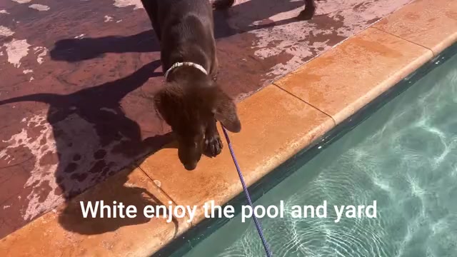 Video preview image #4 Flat Coated Retriever Puppy For Sale in LAHAINA, HI, USA