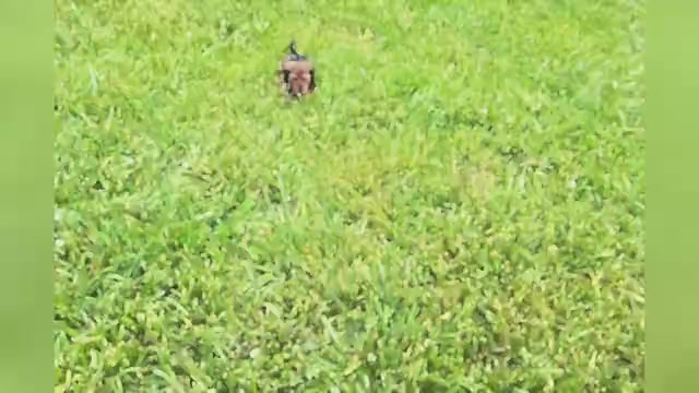 Video preview image #1 Dachshund Puppy For Sale in WARSAW, IN, USA