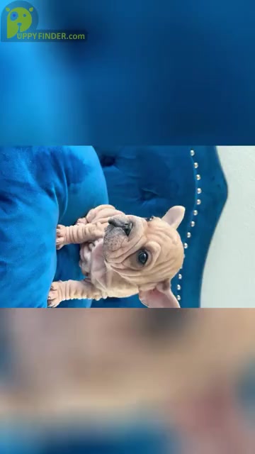 Video preview image #2 French Bulldog Puppy For Sale in CHARLESTON, SC, USA