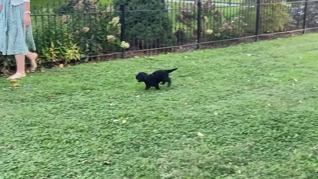 Video preview image #1 Goldendoodle Puppy For Sale in TOPEKA, KS, USA