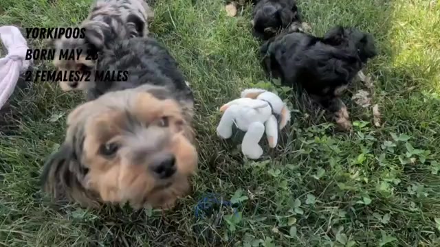 Video preview image #1 Yorkipoo Puppy For Sale in GOSHEN, IN, USA